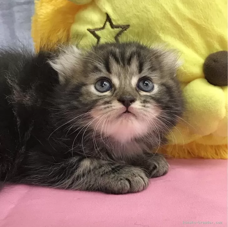 ID：2408-00327の子猫