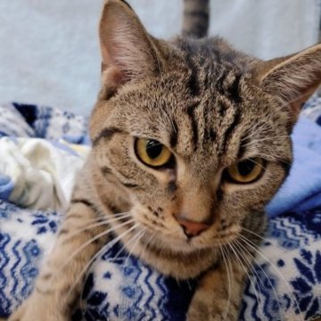 ミックス(ブリティッシュ✖️足長マンチカン)【茨城県・男の子・2022年5月31日・ブラウンタビー】の写真「抱っこ大好き❤元気いっぱいの男の子です！」