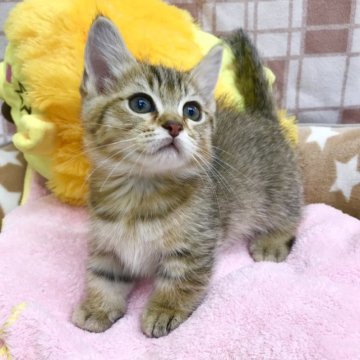 ミヌエット(短足)【茨城県・女の子・2023年6月18日・ブラウンタビー】の写真「好奇心旺盛な女の子です。」