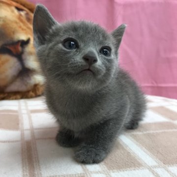ロシアンブルー【茨城県・男の子・2024年5月31日・ブルー（短毛）】の写真「好奇心旺盛な男の子です♪」