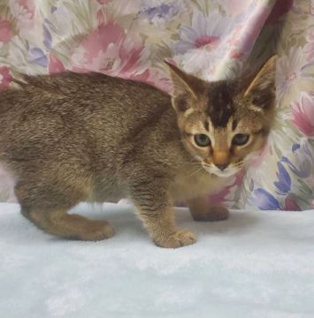ミックス(オシキャット×足長マンチカン)【茨城県・男の子・2021年10月9日・ルディ（短毛）】の写真「活発な男の子です♪」