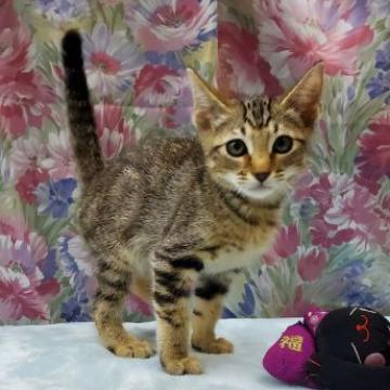 ミックス(オシキャット✖️足長マンチカン)【茨城県・男の子・2022年8月3日・ブラウンタビー（短毛）】の写真「好奇心旺盛な男の子です♪」