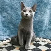 ロシアンブルー【茨城県・男の子・2022年4月9日・ブルー】の写真1