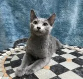 ロシアンブルー【茨城県・男の子・2022年4月9日・ブルー】の写真2