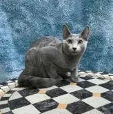 ロシアンブルー【茨城県・男の子・2022年4月9日・ブルー】の写真3