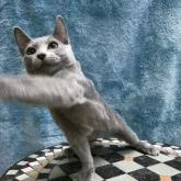 ロシアンブルー【茨城県・男の子・2022年4月9日・ブルー】の写真5