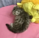 アメリカンカール✖️エキゾチックのミックス猫ちゃん【茨城県・男の子・2024年6月26日・シルバータビー】の写真5