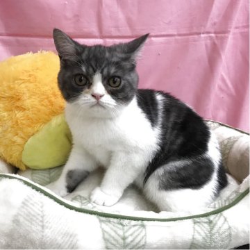 ミックス(ブリティッシュ✖️エキゾチック)【茨城県・男の子・2025年3月7日・グレーホワイト（短毛）】の写真「元気いっぱいの男の子です♪」