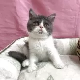 ミックス(ブリティッシュ✖️エキゾチック)