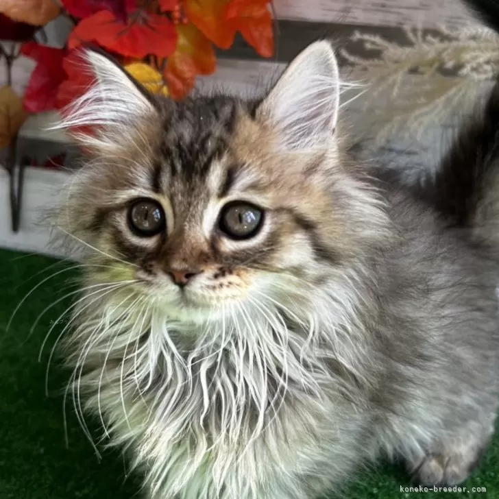 マンチカン(長足)【滋賀県・男の子・2025年8月19日・ブラウンタビー】の写真1