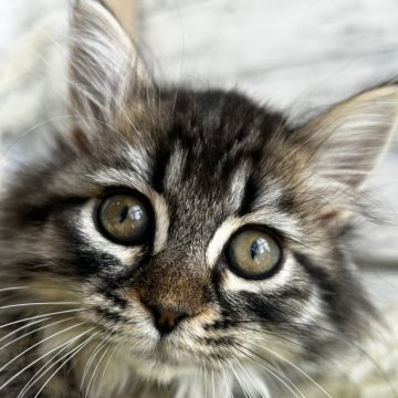 マンチカン(長足)【滋賀県・女の子・2025年8月19日・ブラウンタビー】の写真「父    遺伝子検査クリアです」