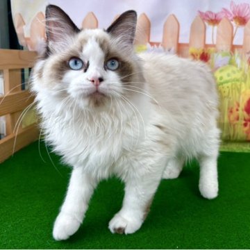 ラグドール【滋賀県・女の子・2025年6月4日・シールポイントバイカラー】の写真「両親 遺伝子検査  クリアです」