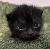 スコティッシュフォールド(立ち耳)