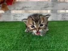 マンチカン(長足)【滋賀県・男の子・2025年8月19日・ブラウンタビー】の写真2