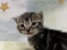 アメリカンショートヘア【滋賀県・女の子・2026年3月9日・ブラウンータビー】の写真2