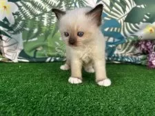 ラグドール【滋賀県・男の子・2025年6月4日・シールポイントミテッド】の写真2