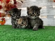 マンチカン(長足)【滋賀県・男の子・2025年8月19日・ブラウンタビー】の写真5