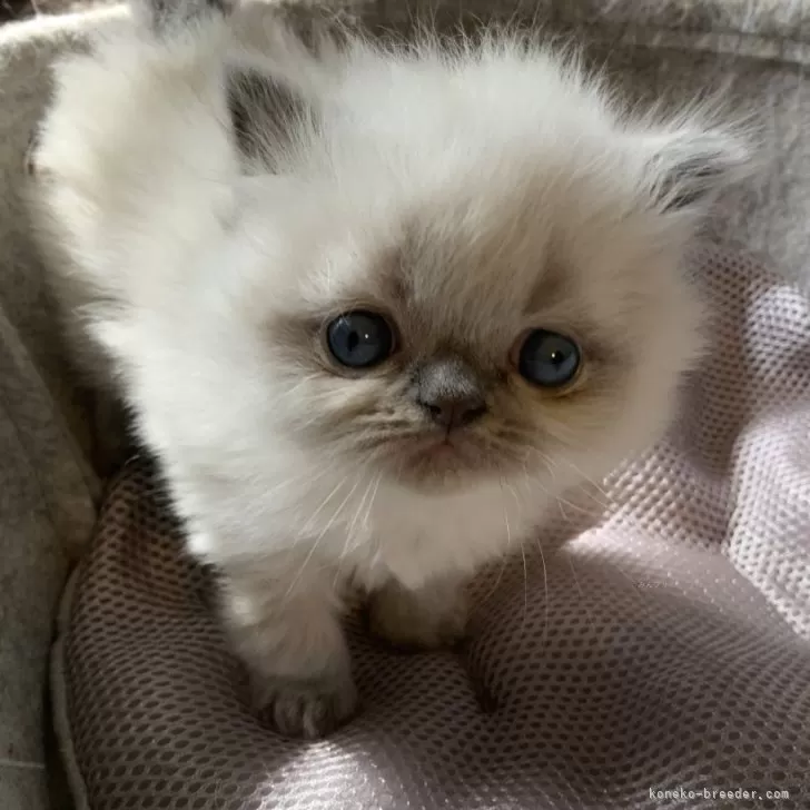 ID：2405-03635の子猫