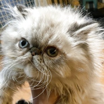 エキゾチックロングヘア【千葉県・男の子・2025年8月25日・シールリンクスポイント】の写真「ゴージャスな男の子」