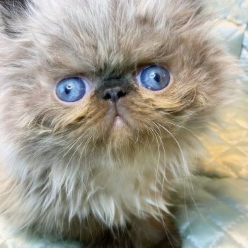 エキゾチックロングヘア【千葉県・男の子・2025年8月25日・シールポイント】の写真「まん丸お目々のコビー体型」