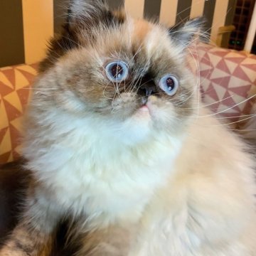 エキゾチックロングヘア【千葉県・女の子・2025年5月9日・トーティポイント】の写真「おっとりさん」