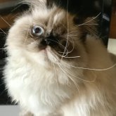 エキゾチックロングヘア