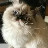 エキゾチックロングヘア