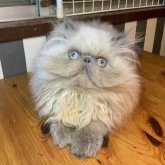 エキゾチックロングヘア