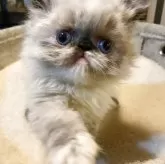 エキゾチックロングヘア