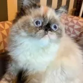 エキゾチックロングヘア