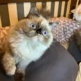 エキゾチックロングヘア【千葉県・女の子・2025年5月9日・トーティポイント】の写真2