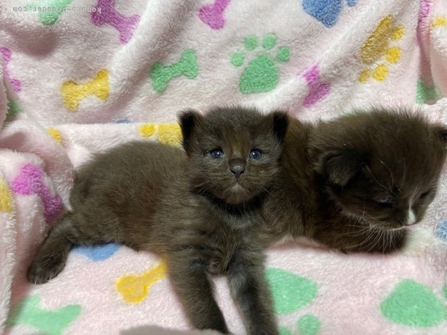 小沼康子ブリーダーのブログ：子猫らしくなってきました