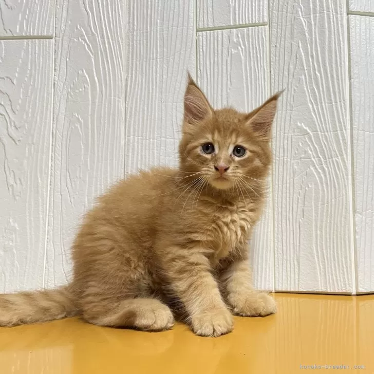 ID:2409-01188の子猫