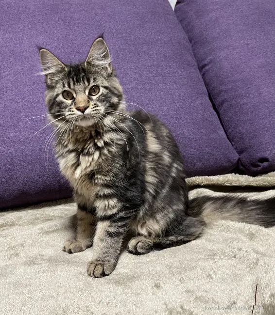 ID：2012-00255の子猫