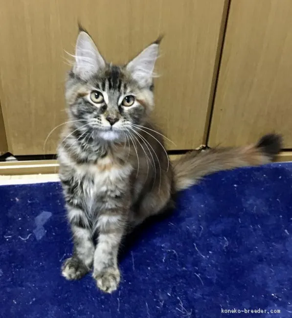 ID：1909-01488の子猫