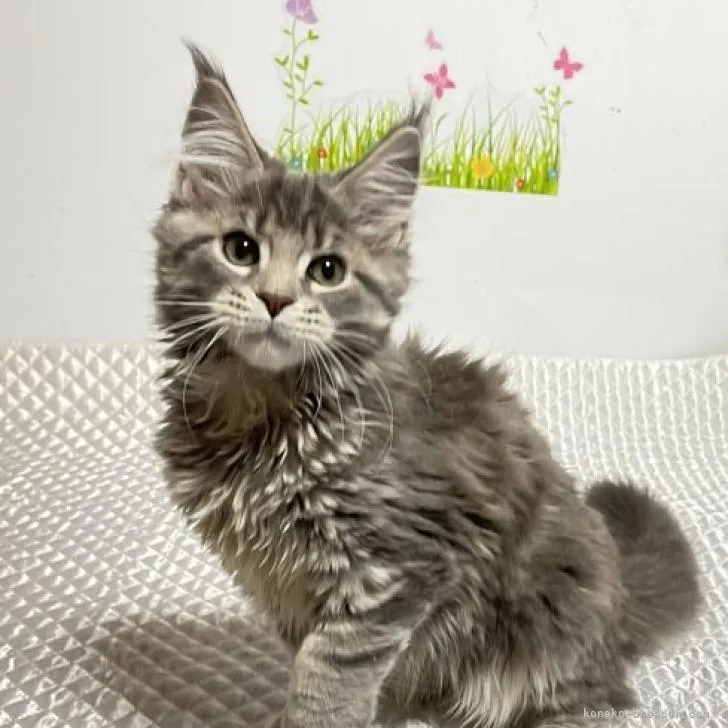 ID:2205-01754の子猫
