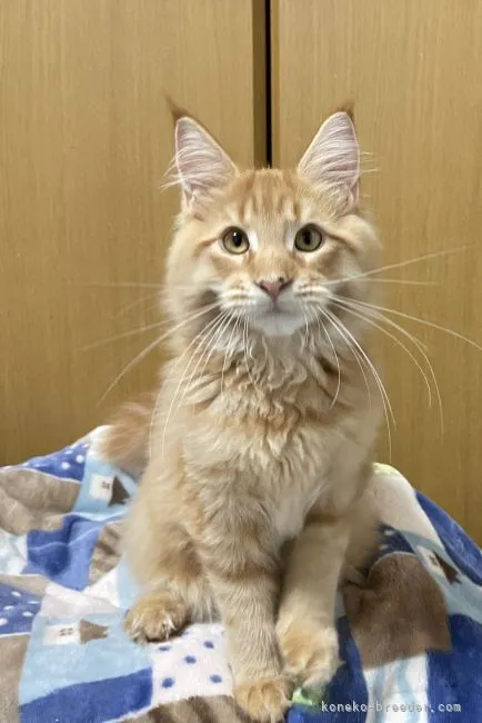 ID：2108-00871の子猫