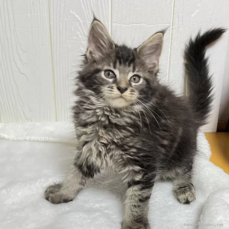 ID:2408-02518の子猫