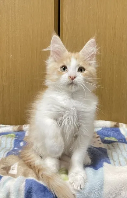 ID：2112-01149の子猫