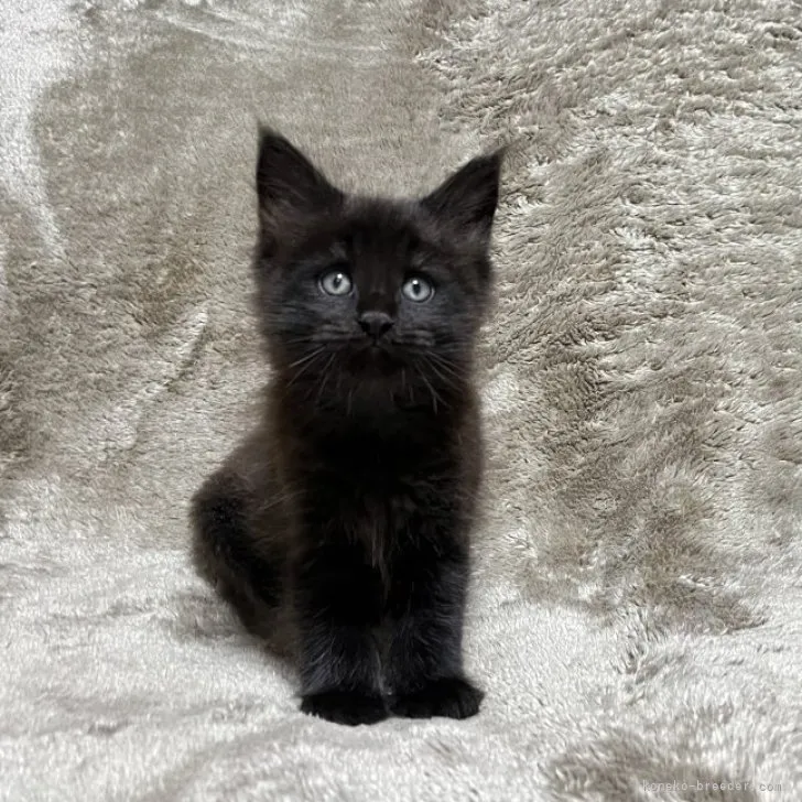 wakaneko 様のお迎えした子猫