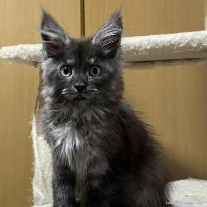 ID:2303-00892の子猫