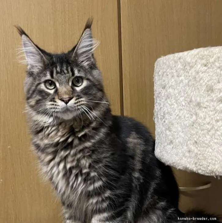 ID:2206-02637の子猫