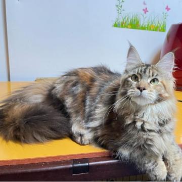 メインクーン【茨城県・女の子・2022年3月15日・ブラウンバッチドタビー】の写真「甘えん坊の優しい女の子」