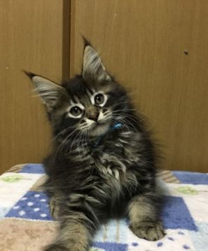 メインクーン【茨城県・男の子・2020年9月20日・ブラウンタビー】の写真「お耳が大きくしっかりした骨格の男の子です」
