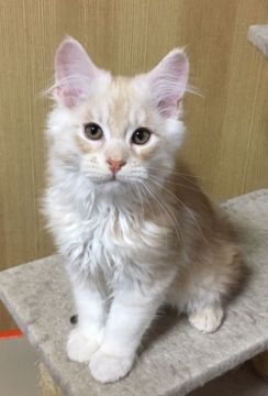 メインクーン【茨城県・男の子・2018年12月26日・カメオタビー】の写真「おっとりした甘えん坊な子です」