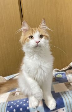 メインクーン【茨城県・男の子・2021年8月17日・レッドアンドホワイト】の写真「おっとりした男の子です」