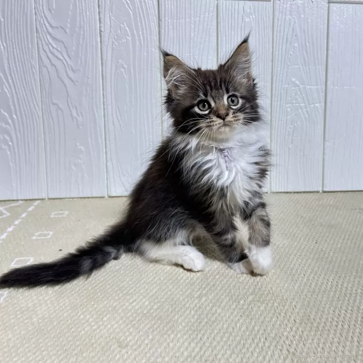 ID：2503-02293の子猫