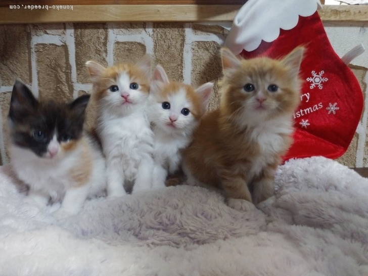 宮沢美香ブリーダーのブログ：ノルウェージャン誕生♪