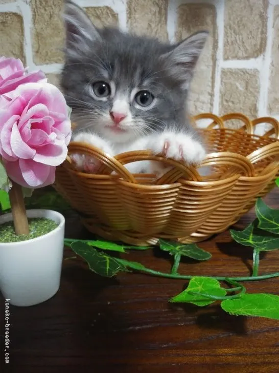 ID：2107-02348の子猫