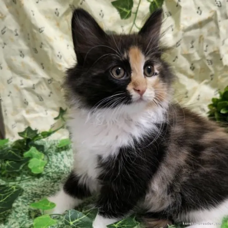 ID：2309-01678の子猫